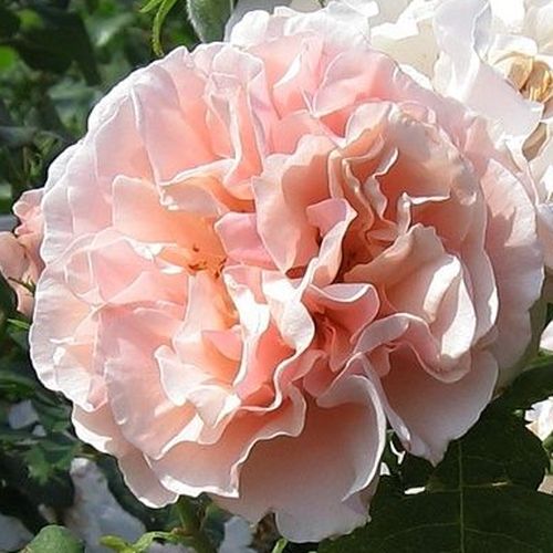 Gärtnerei - Rosa Eifelzauber ® - rosa - nostalgische rosen - diskret duftend - W. Kordes & Sons - -